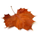 Thumbnail image for The leaf is proud when it does fall